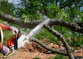 Leaf Removal in Matheny, CA