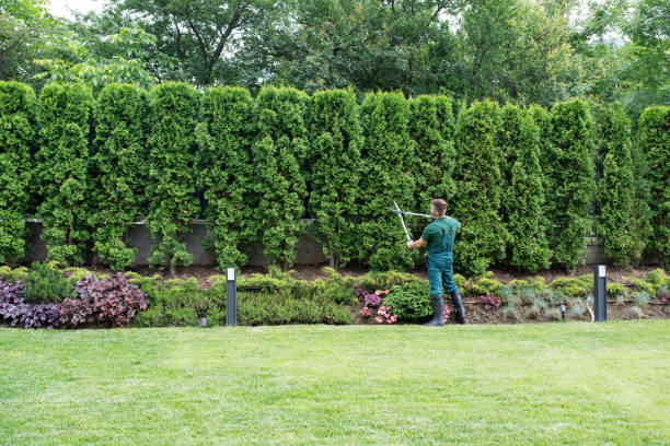 Best Lawn Disease Treatment  in Matheny, CA