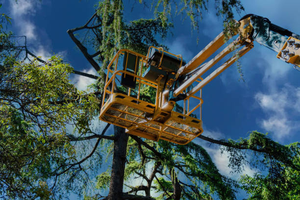 Best Commercial Tree Services  in Matheny, CA