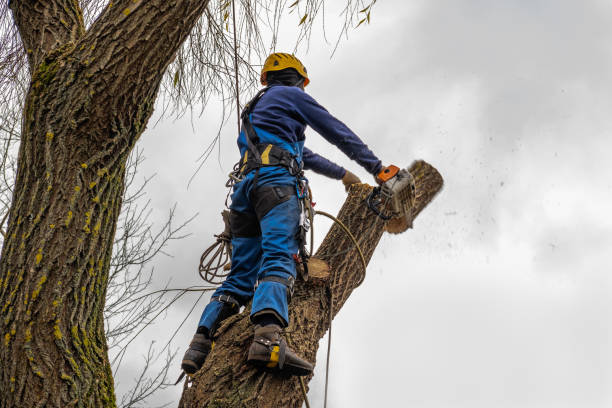 Best Seasonal Cleanup (Spring/Fall)  in Matheny, CA