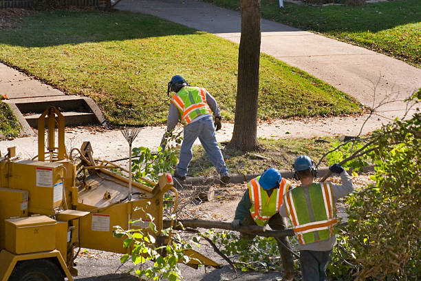 Best Palm Tree Trimming  in Matheny, CA