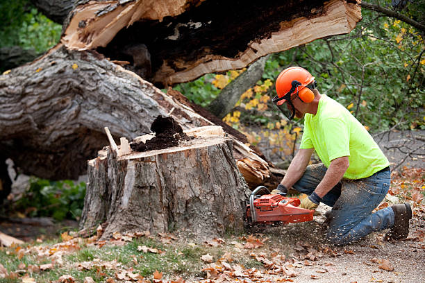  Matheny, CA Tree Care Services Pros