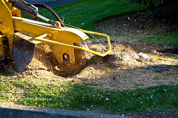 Best Leaf Removal  in Matheny, CA