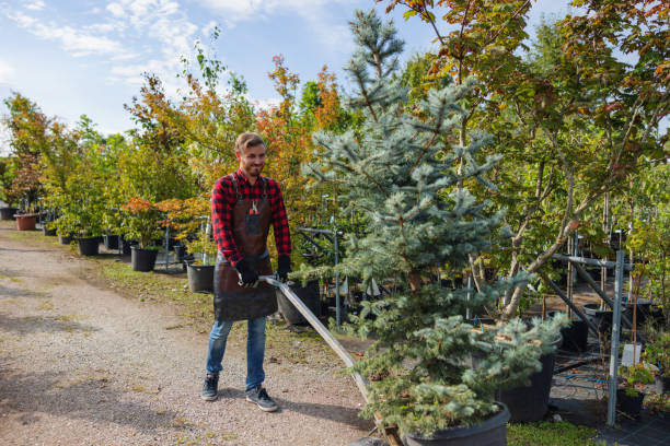 Best Tree Removal  in Matheny, CA