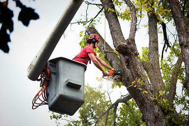 Best Tree Trimming and Pruning  in Matheny, CA