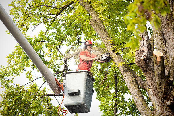 Best Arborist Consultation Services  in Matheny, CA