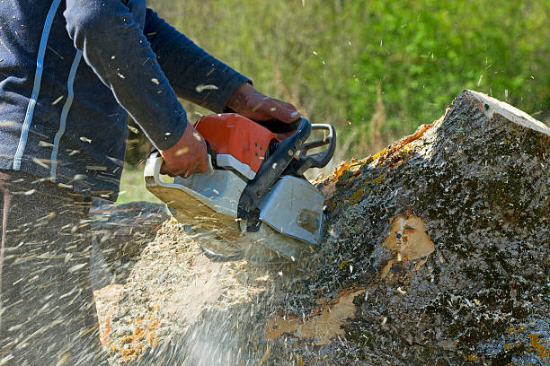 Best Tree Health Inspection  in Matheny, CA