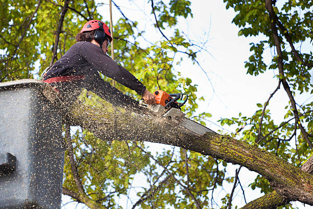 Best Tree Preservation Services  in Matheny, CA