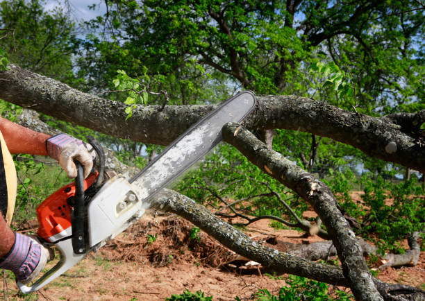 Best Tree Health Inspection  in Matheny, CA